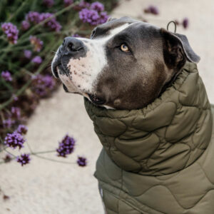 Kentucky Dogwear Dog Coat Winter Pina